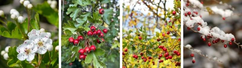 HERBÁŘ DĚDKA KOŘENÁŘE_články foto (1)